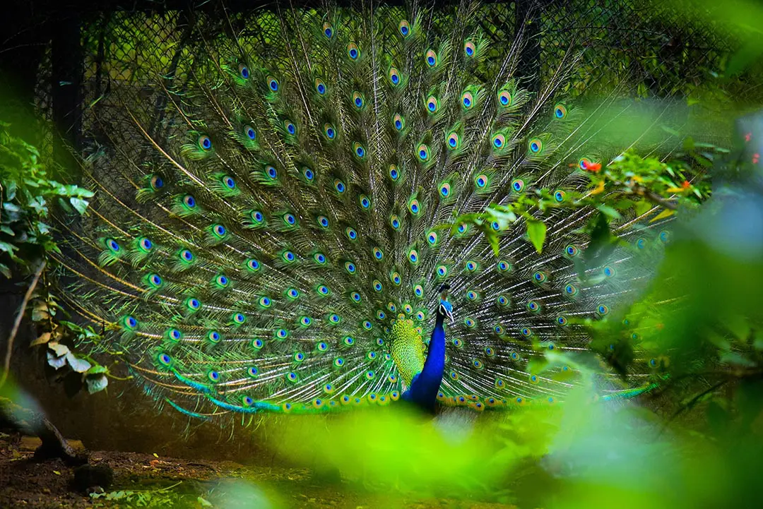 grün blauer Pfau in der Natur