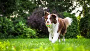 Symbolbild: dog training
