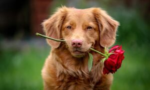 Ein Hund mit einer Rose zwischen den Zähnen
